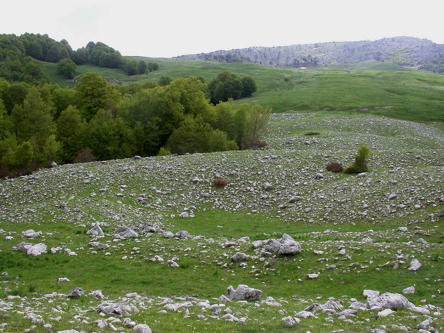 Gastropodi e Ambienti del Parco del Pollino